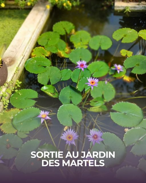 Une journée au Jardin des Martels 🌺

Trois de nos bénéficiaires se sont évadés le temps d’une journée au Jardin des Martels, accompagnés par Pascal, notre chauffeur APM31. Au programme : promenade au grand air, pique-nique sous un soleil radieux et émerveillement devant les superbes bassins aux nénuphars. 🪷

📸 Le petit plus ? Toutes les photos de ce post ont été immortalisées directement par l’un de nos bénéficiaires ! Un œil attentif pour capturer la beauté de ces moments partagés.

Des journées comme on les aime, placées sous le signe de la convivialité et du lien social. 💛

#blagnac #apm31 #jardindesmartels #sortieculturelle #maintienadomicile